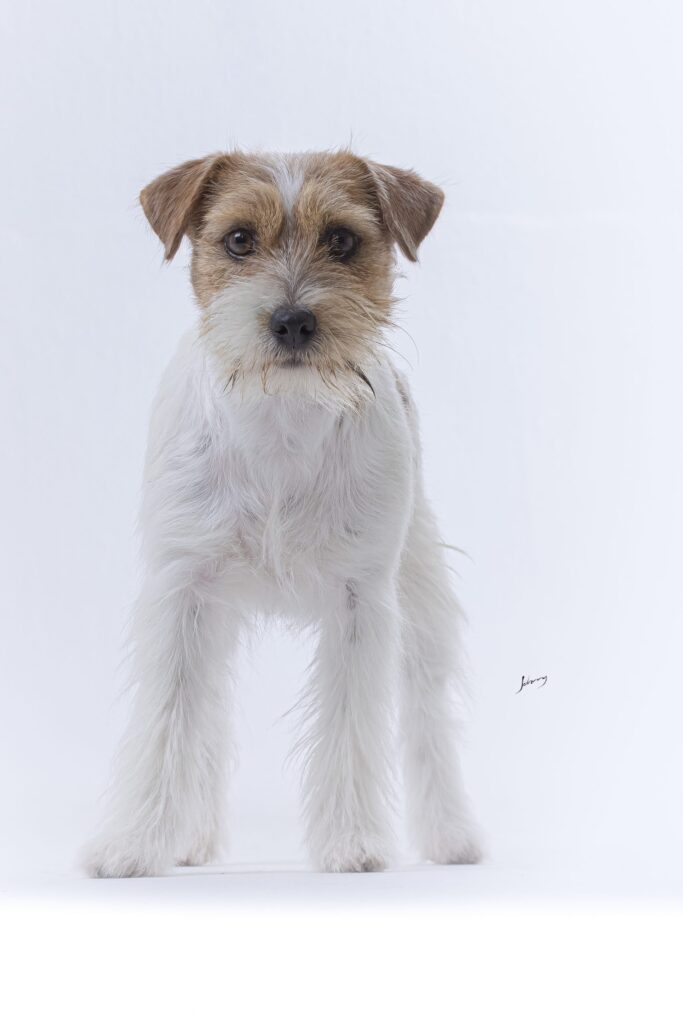 jack russell broken importada da argentina , eleere Verona