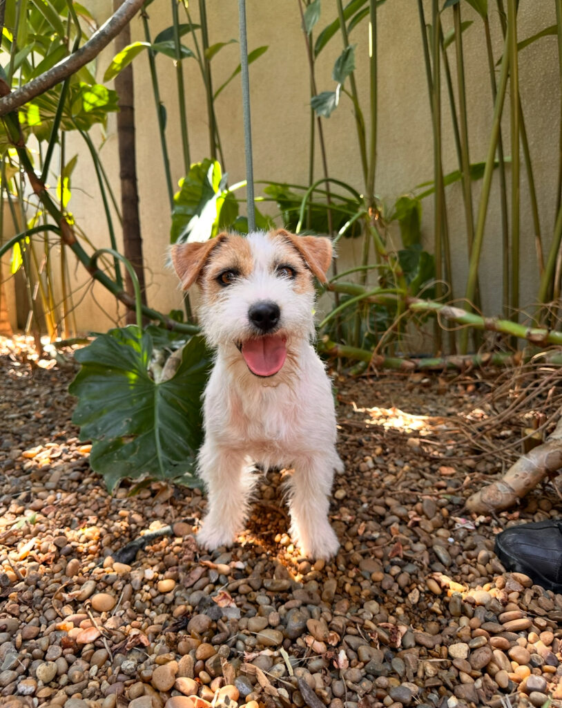 Chamame on Me Eleere