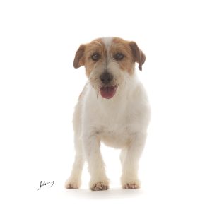 Johnny Duarte Photographer Copyright