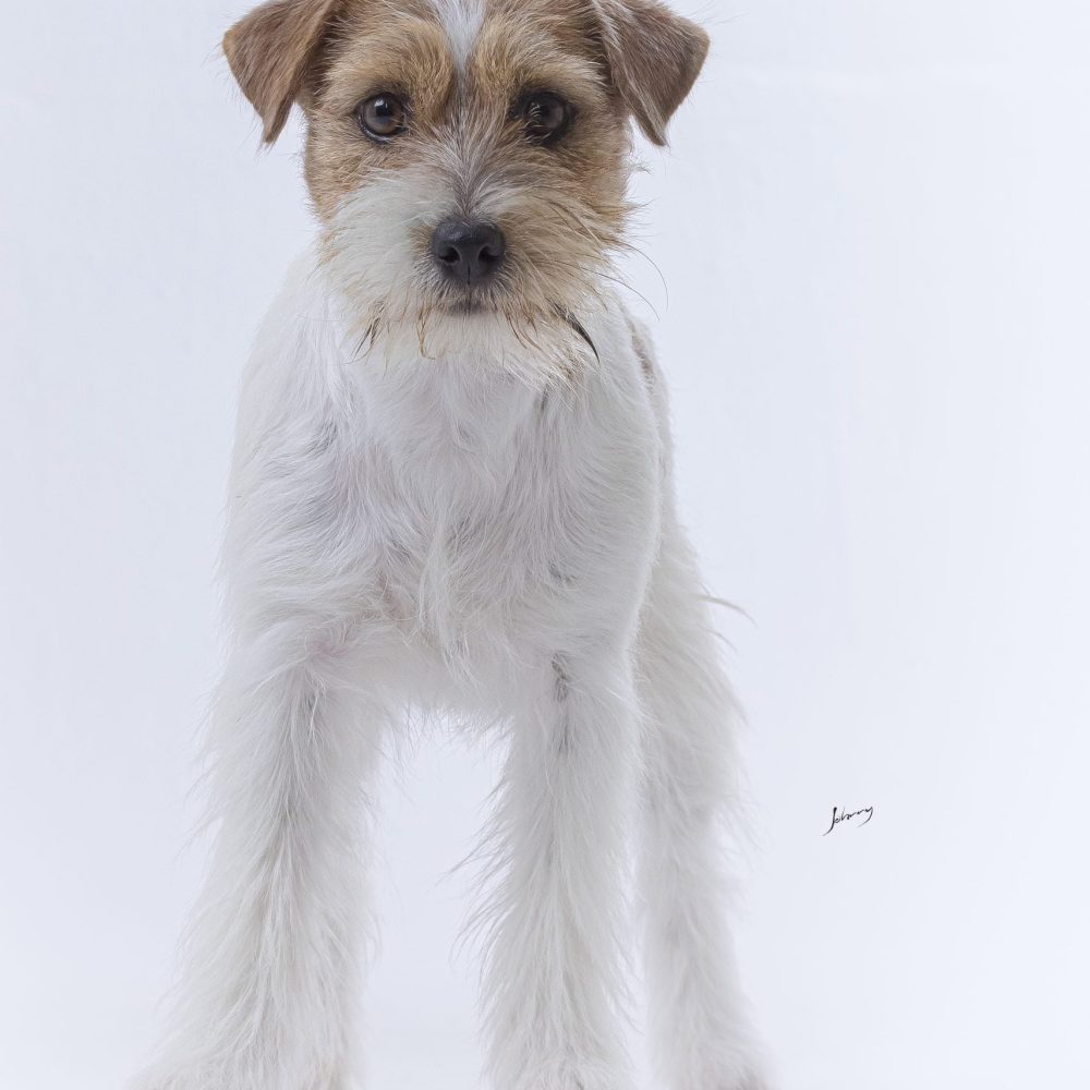 jack russell broken importada da argentina , eleere Verona