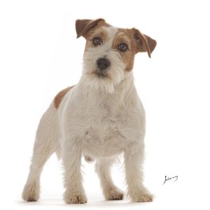 Johnny Duarte Photographer Copyright