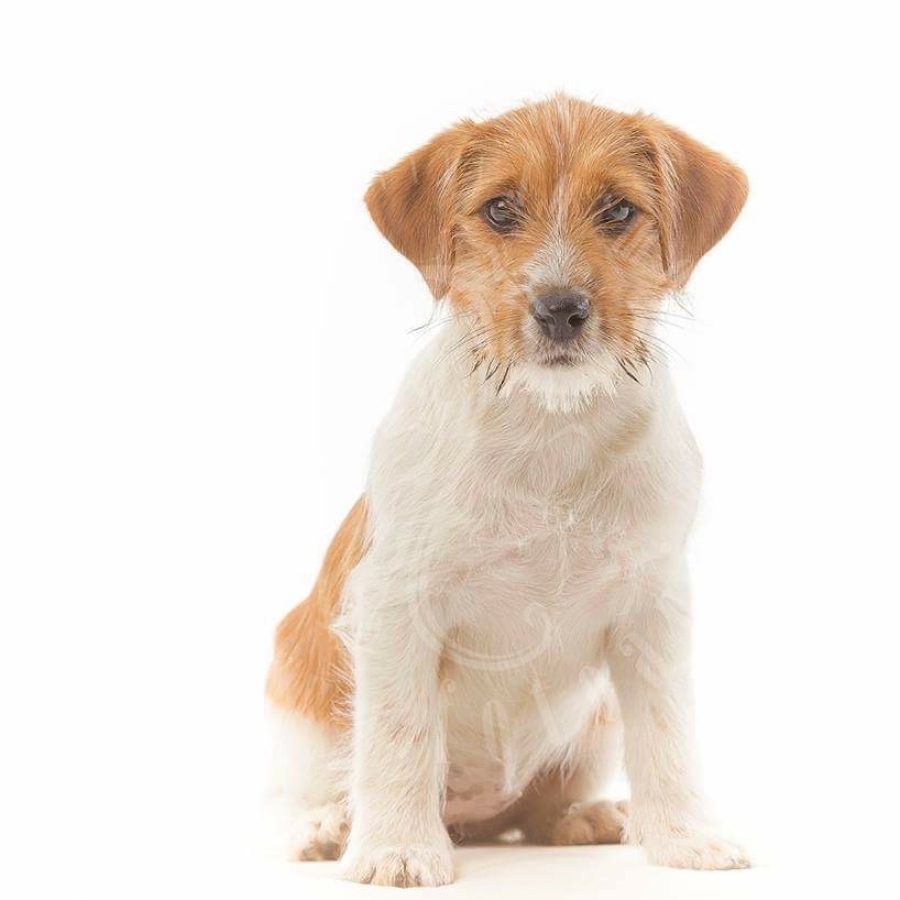 jack-russell-canil-rv-hunter101