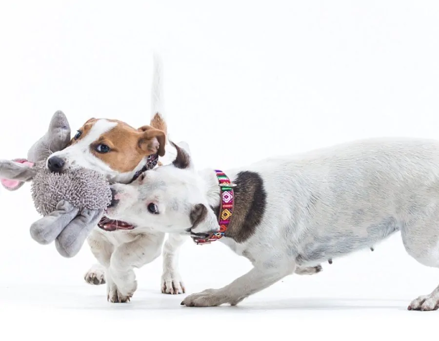 jack-russell-canil-rv-hunter169 jack-russell-canil-rv-hunter169