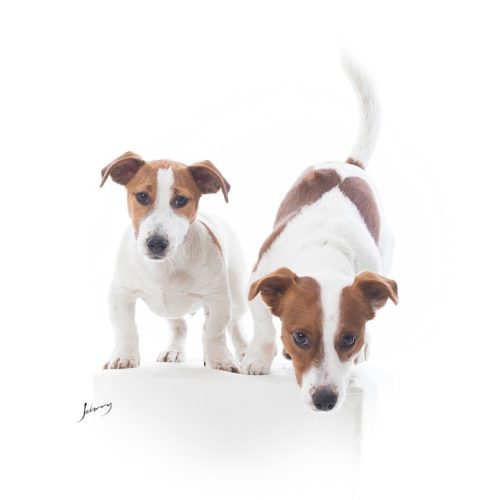 jack-russell-canil-rv-hunter173