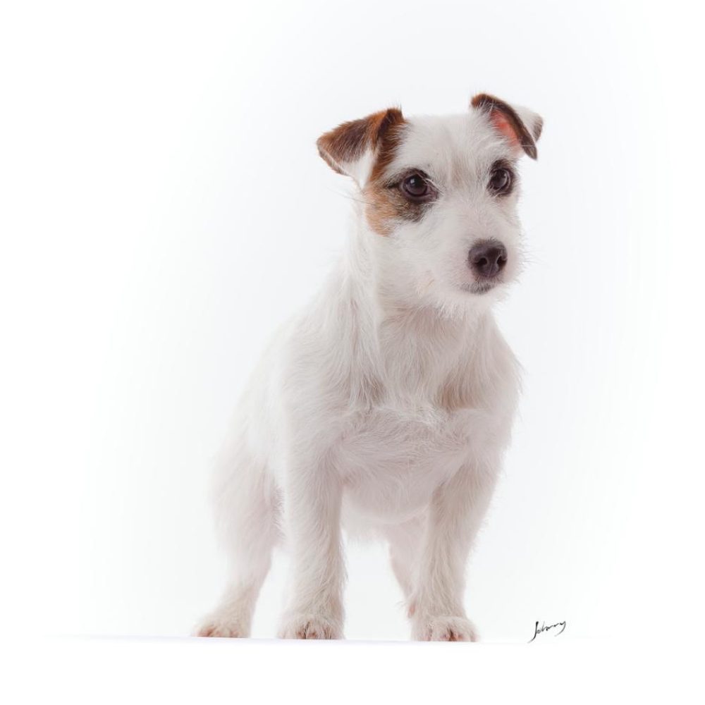 jack-russell-canil-rv-hunter207