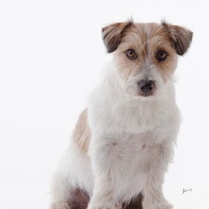 jack-russell-canil-rv-hunter209 jack-russell-canil-rv-hunter209