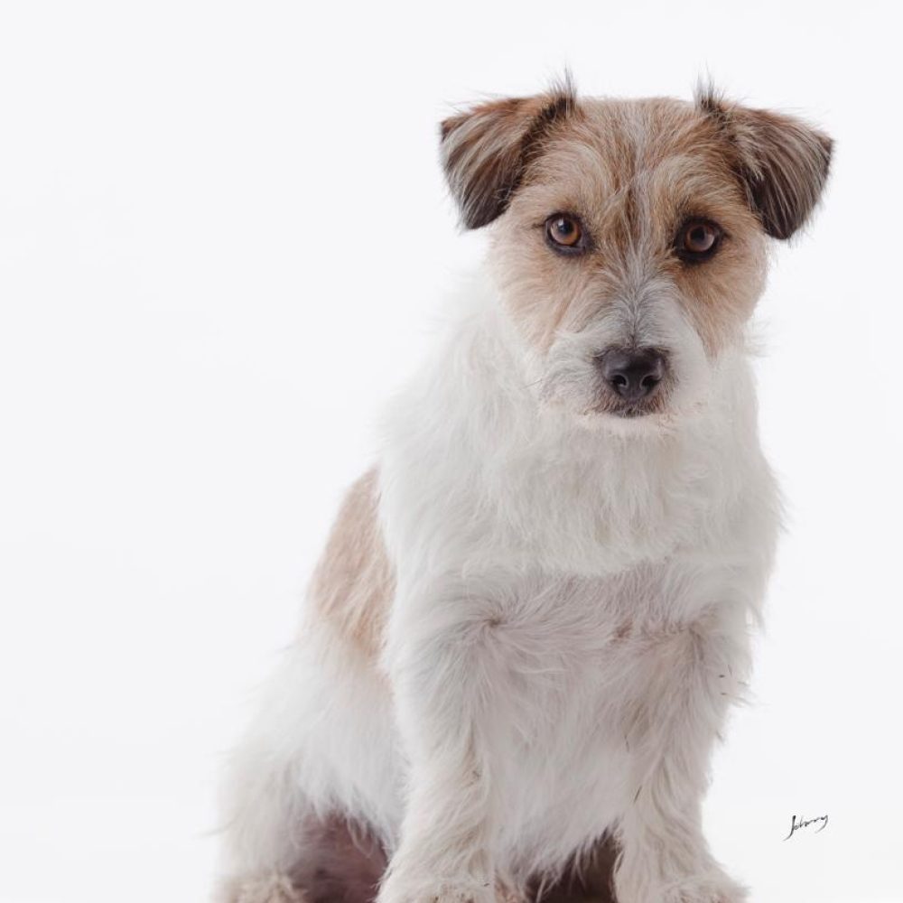 jack-russell-canil-rv-hunter209